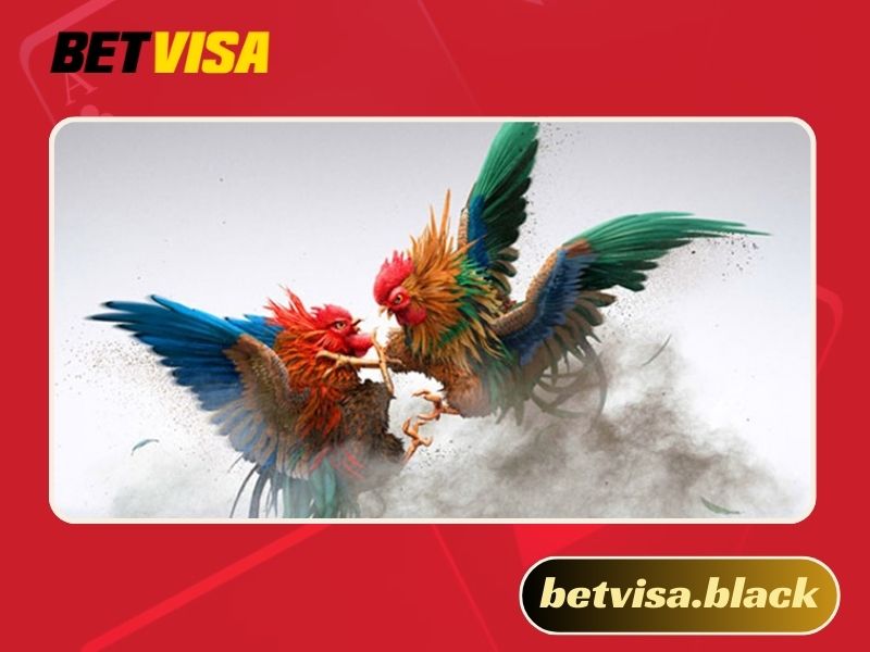 Cá cược trực tiếp đá gà CPC1