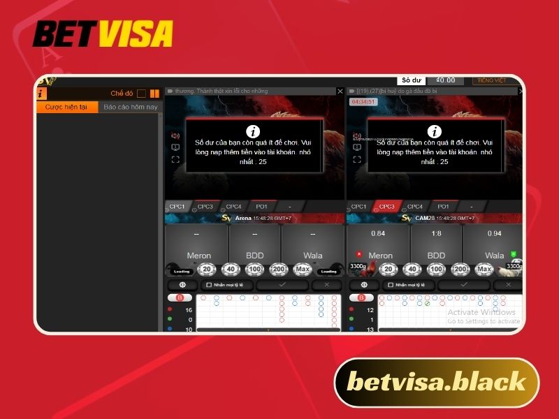 Đá gà Thomo hình thức giải trí cực hấp dẫn