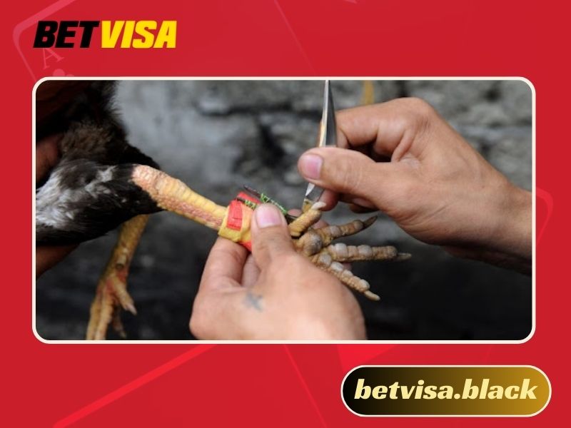 Đá gà trực tiếp