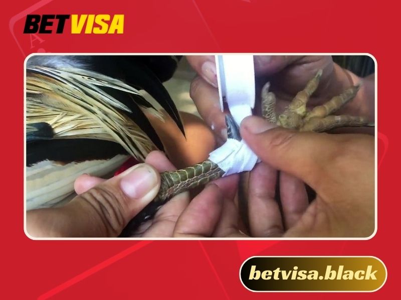 Cách băng cựa gà Thomo