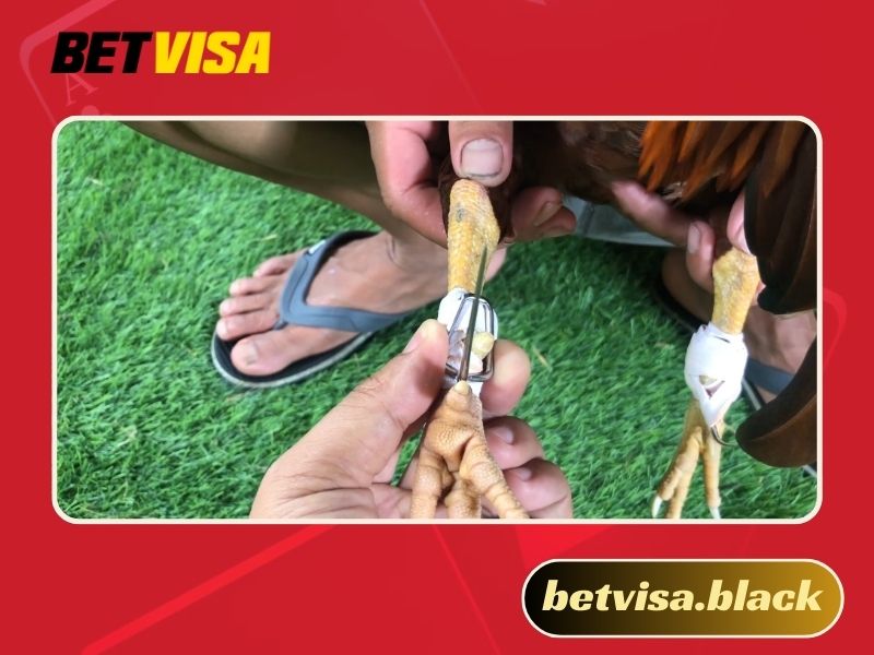 Cách băng cựa gà Thomo